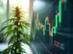 transcanna-aktie-chancen-und-risiken-im-cannabis-markt